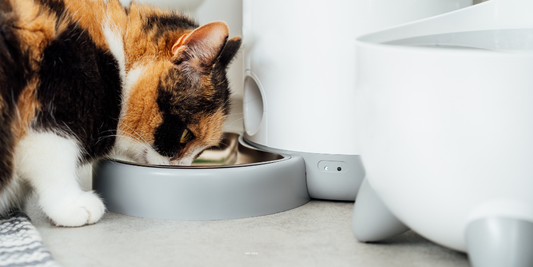 Say Goodbye to Missed Meals: Automatic Pet Feeders Every Pet Owner Needs